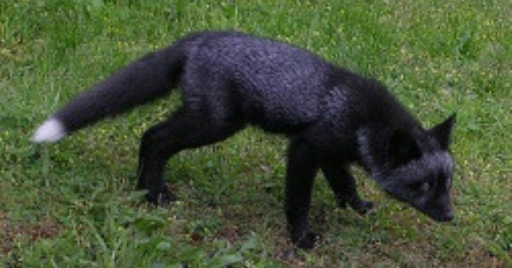 The rare black fox spotted in North Yorkshire - MJ Backhouse